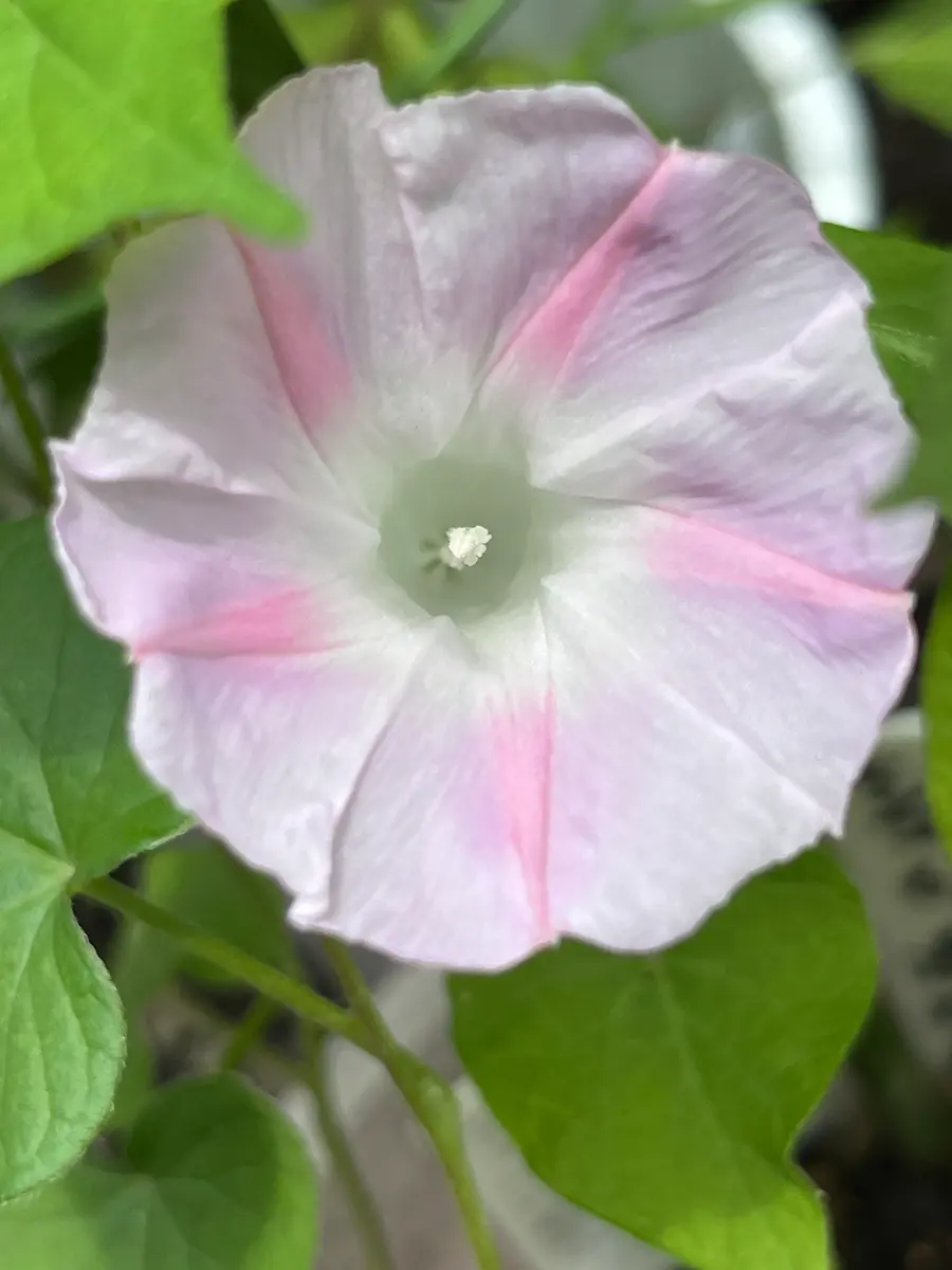 コンラッド　ベア　白　ピンク朝顔 西洋朝顔ミルキーウェイ「2024年7月」のアルバム-みんなの趣味の園芸