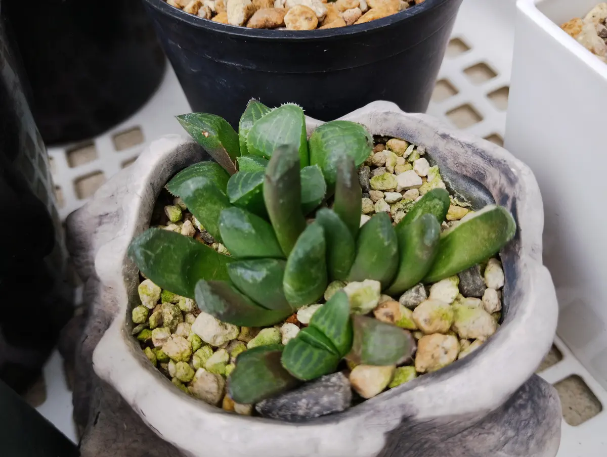 各種ハオルチア葉挿し（成長遅い!）の盛「我が家の植物達」の