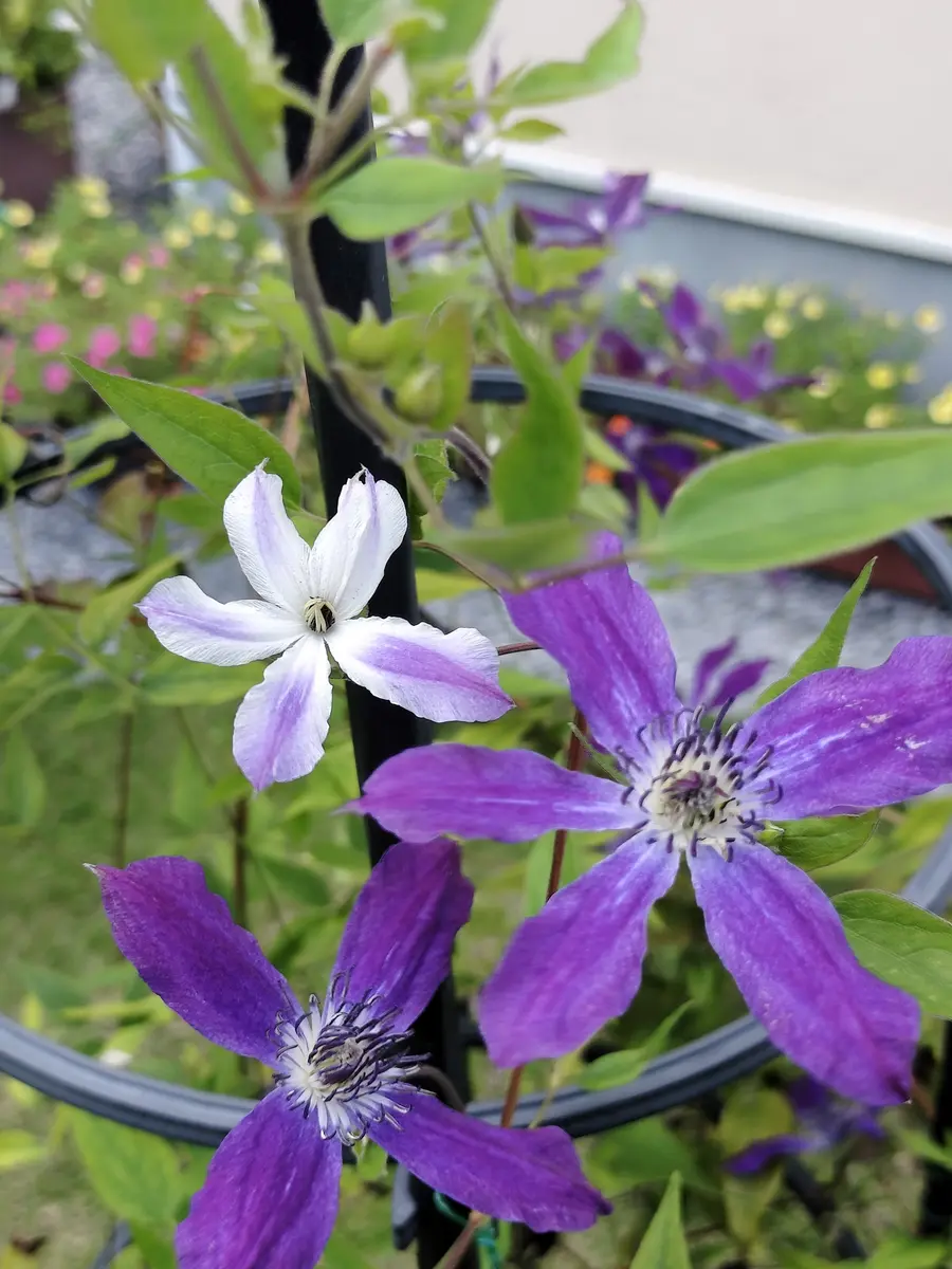 クレマチスアフロディーテエレガフミナ「2024年7・8・9月の庭🌞」の