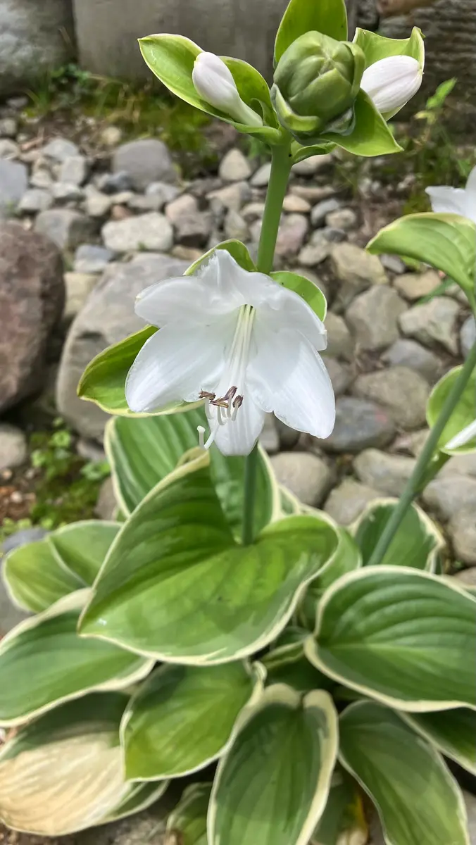 ギボウシ（ホスタ）の写真-みんなの趣味の園芸2270760