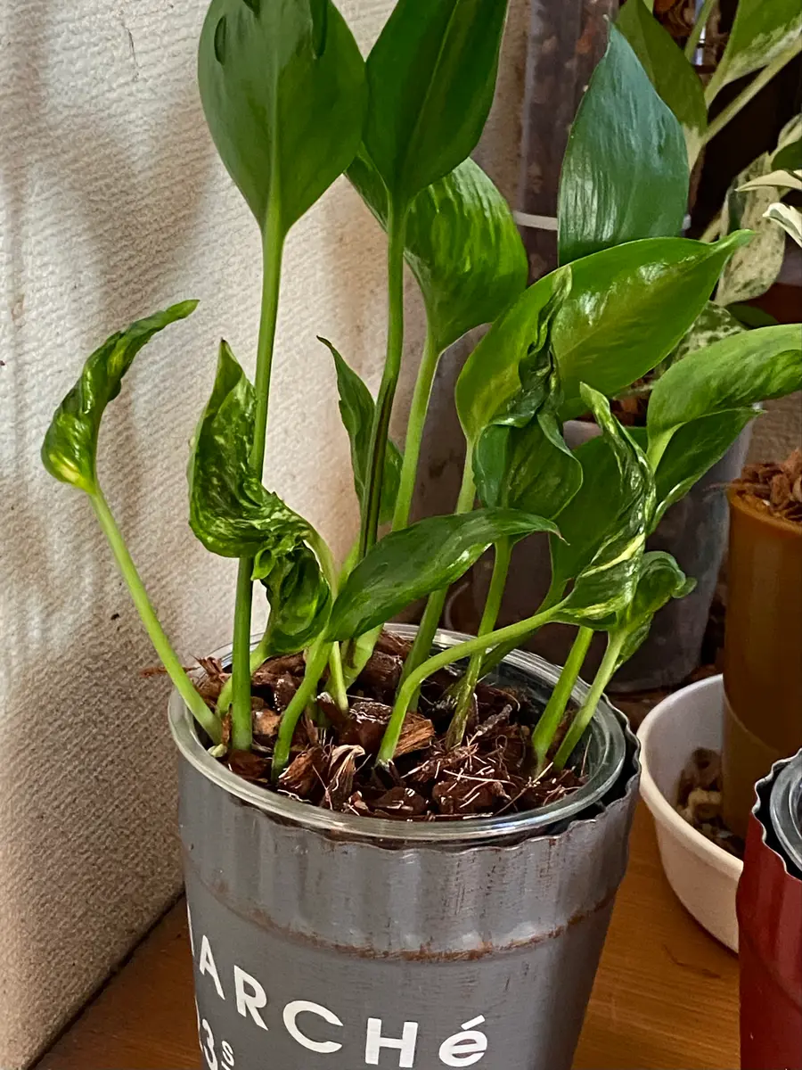 ポトス シャングリラクシュクシュっと「葉っぱと多肉ちゃん」の