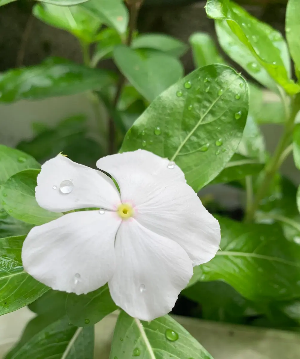 ニチニチソウ 白が咲きました。去年は「家の庭 花とか 2024年 初夏