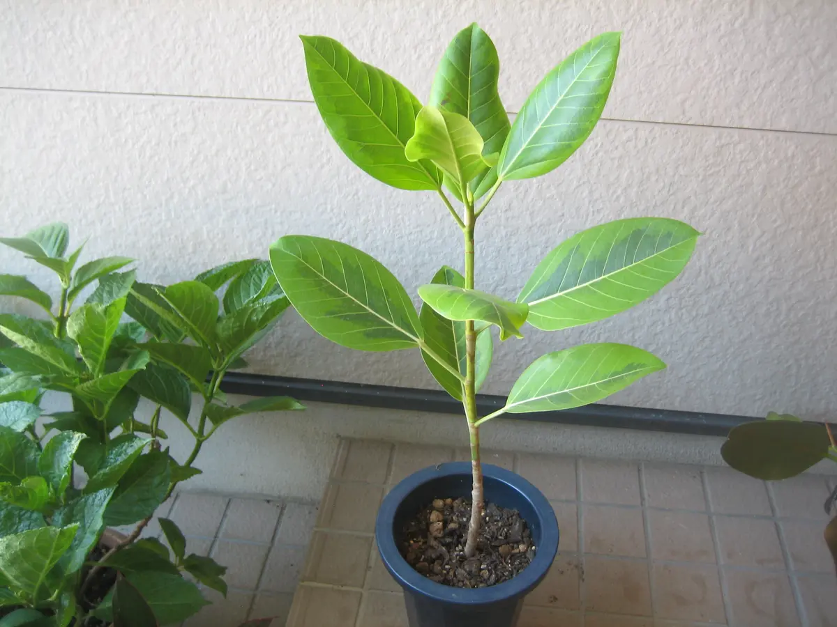 フィカス・アルテシーマ2年苗を購入し...「24'7花の咲かない植物 