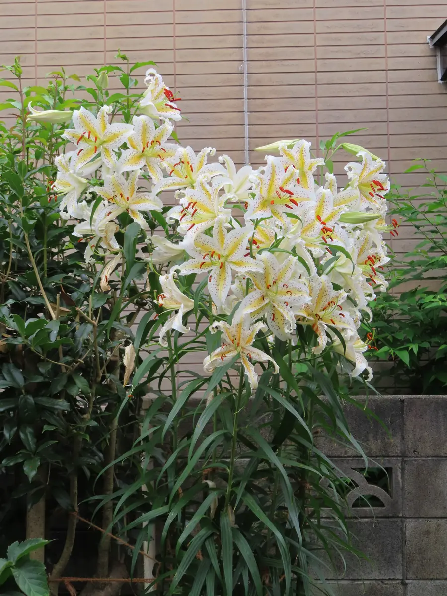 60年以上前から我が家に自生しているヤ「花と庭と家と」のアルバム