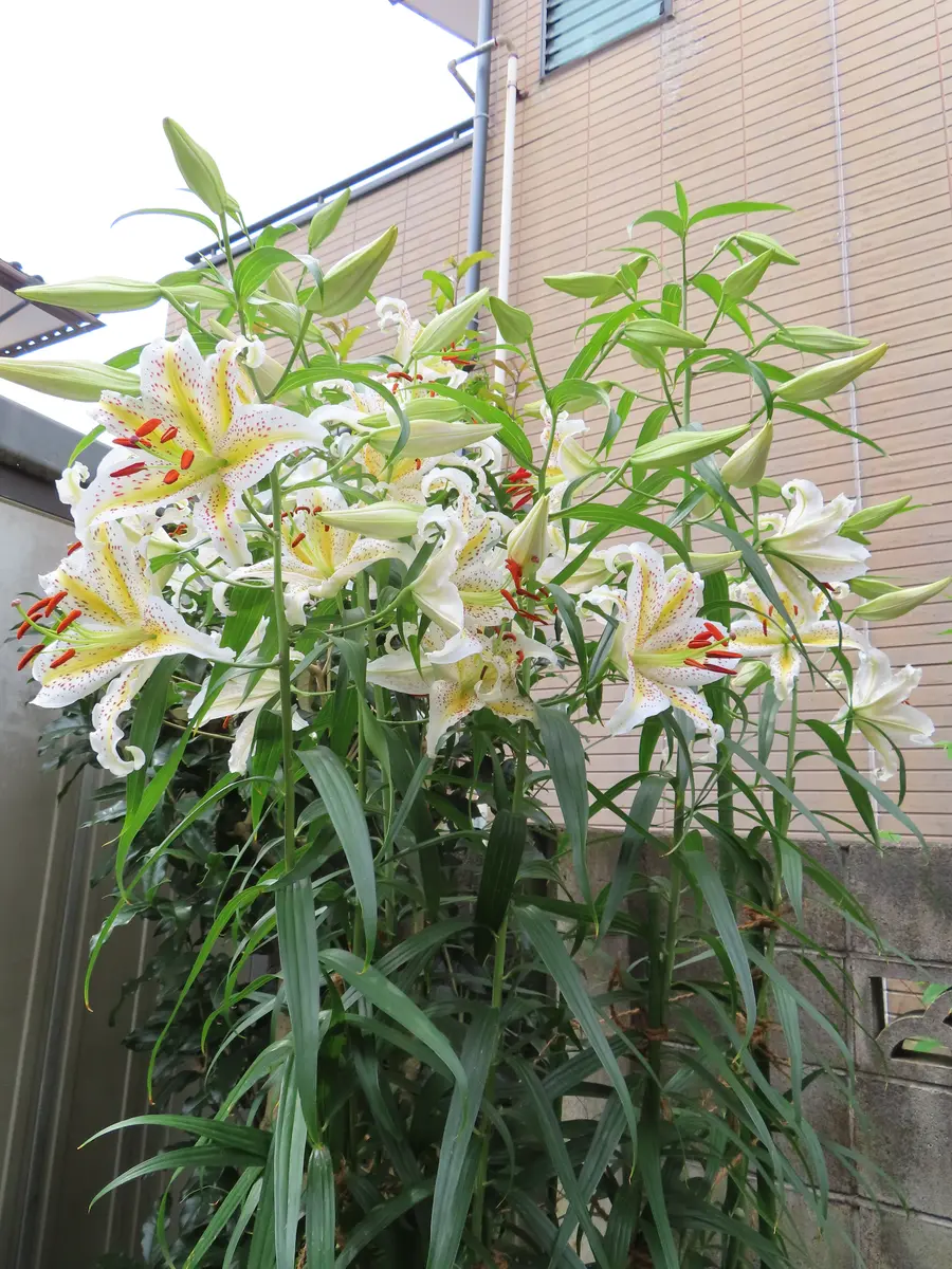 60年以上前から我が家に自生しているヤ「花と庭と家と」のアルバム