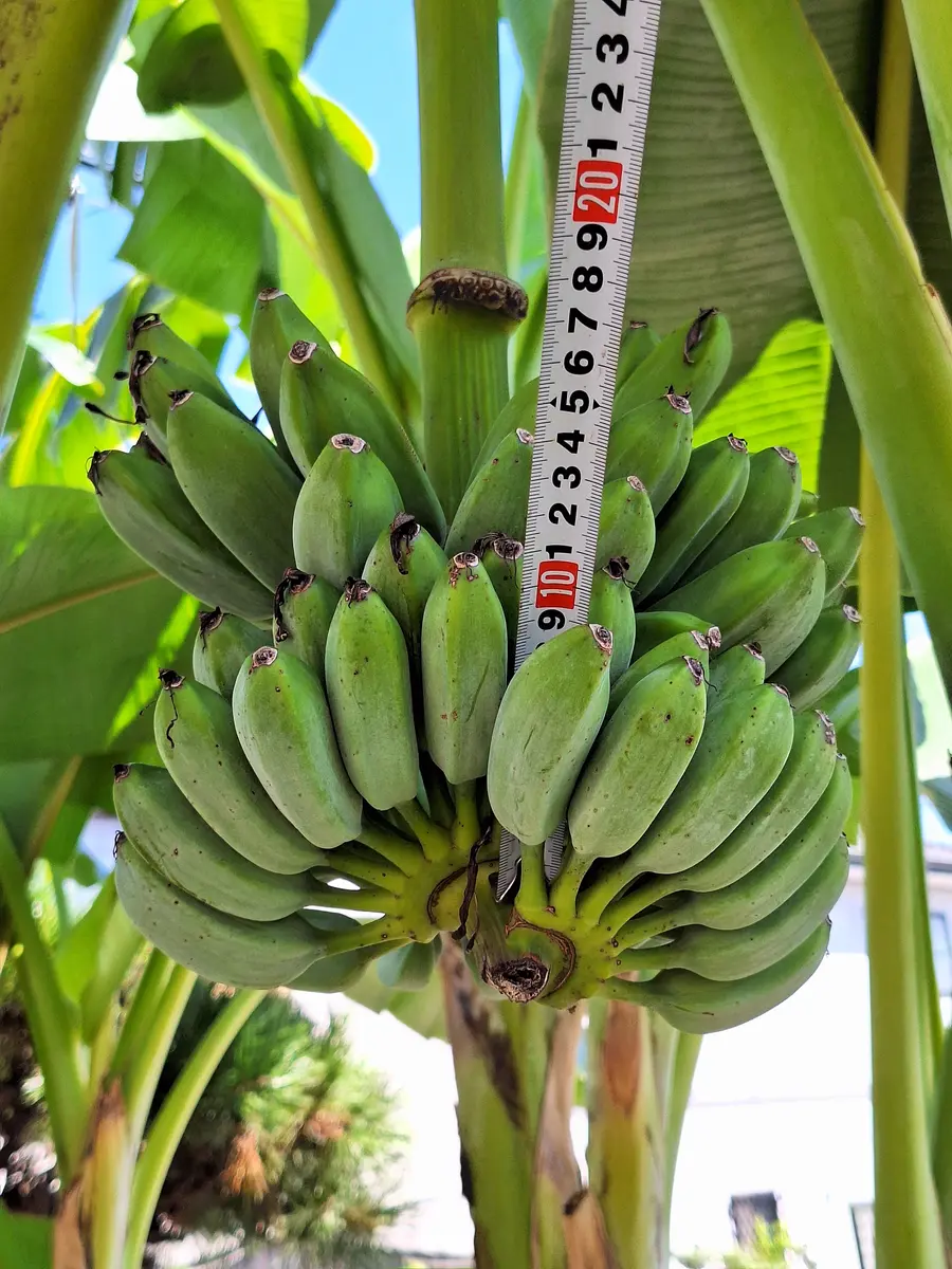 img_cache_a_70649_1_1758514414