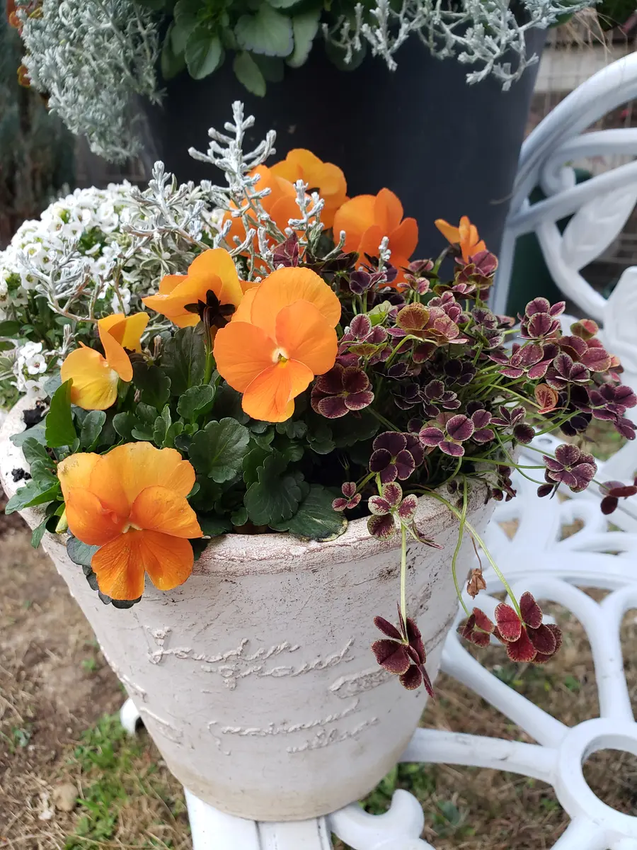 オーダー寄せ植えご相談ページ 20231121_171604437.jpg