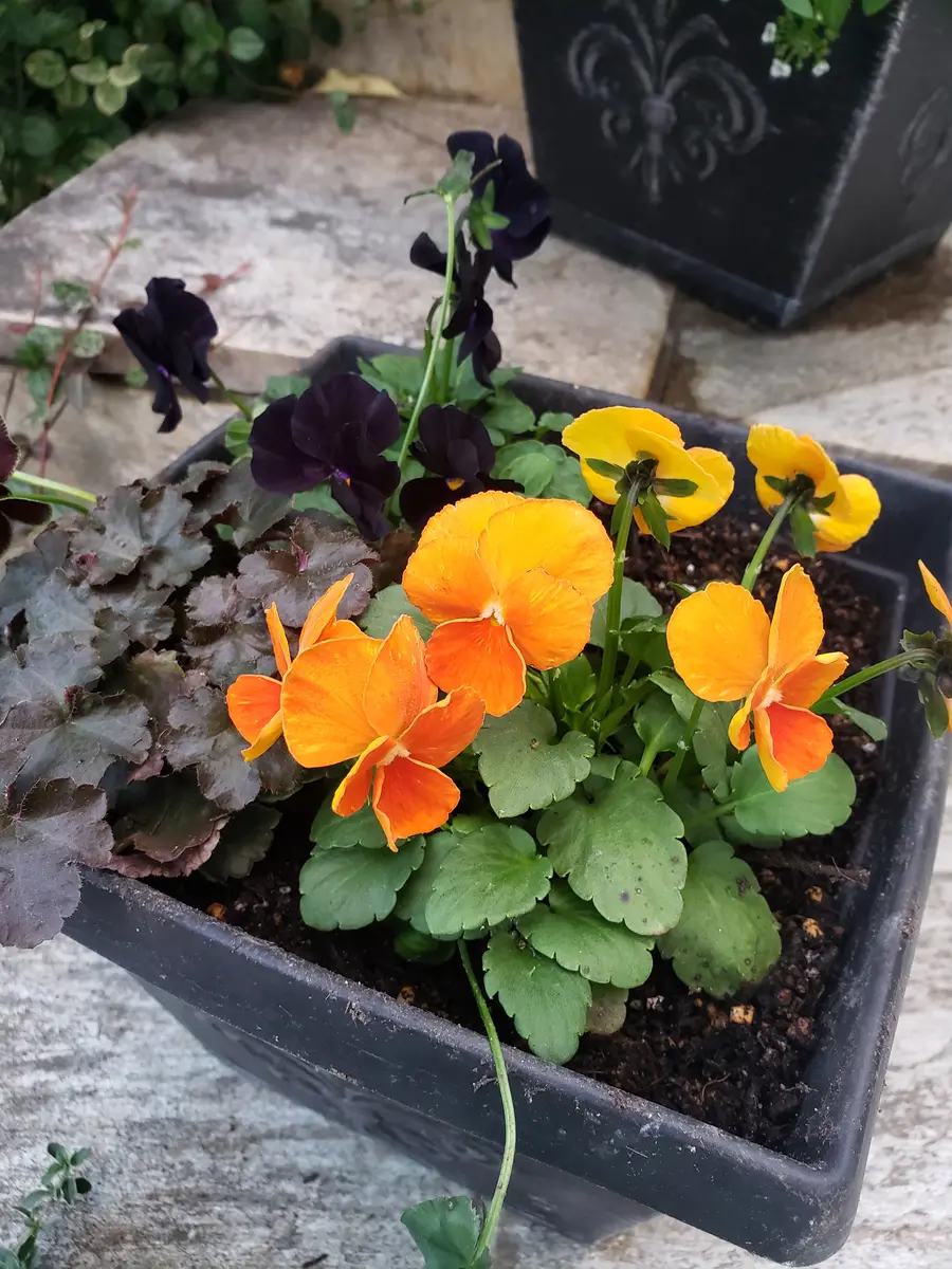 47やっと見つけた鮮やかなオレンジ🍊色「寄せ植えアルバム」の