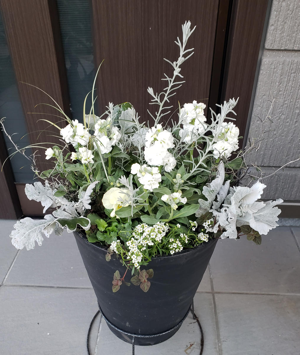 85白をメインのシルバーリーフで合わせ...「寄せ植えアルバム」の 