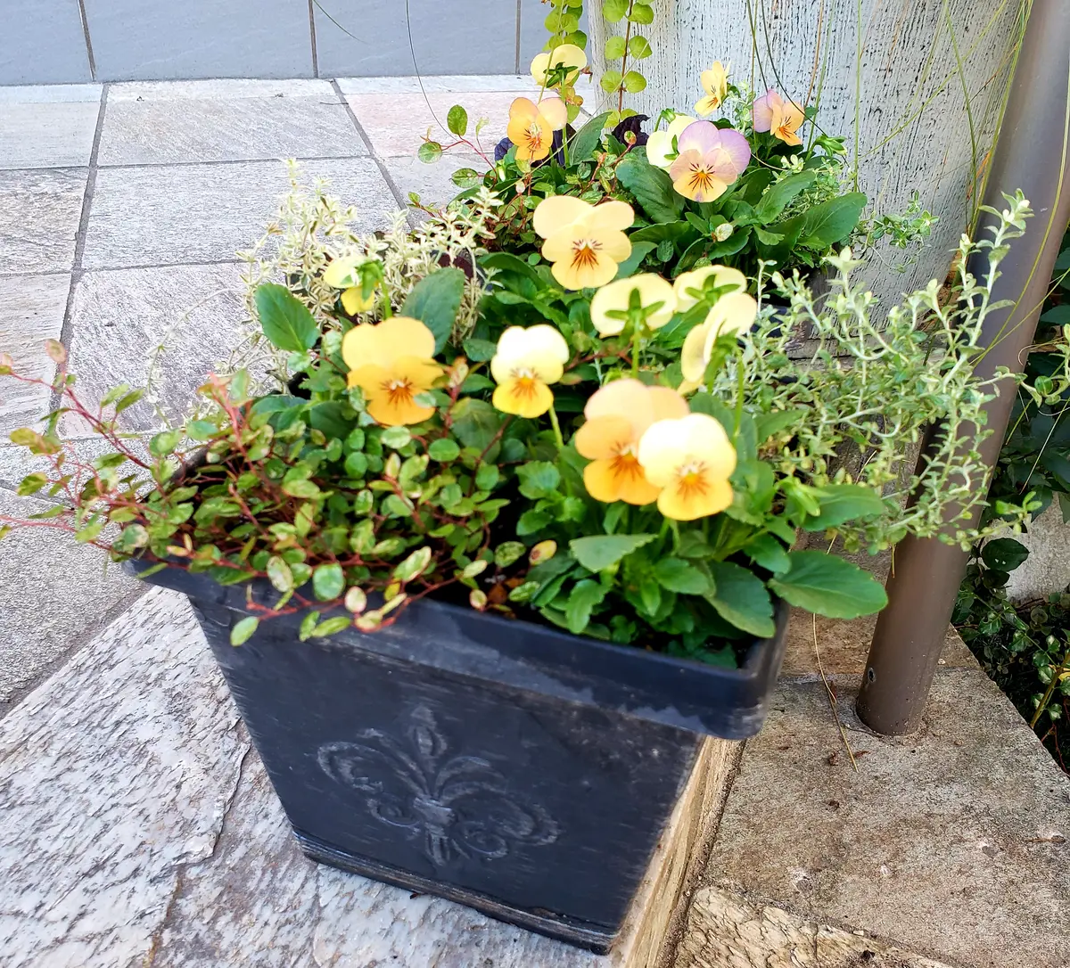 ビオラパンプキンの寄植え ビオレッタの寄植え 88パンプキン色のビオラ