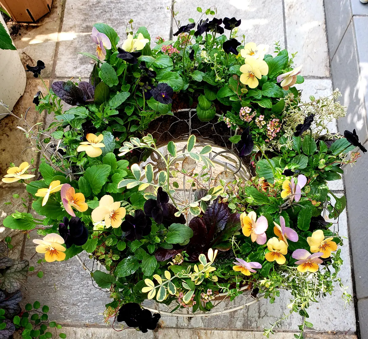 91ビオラパンプキンとブラックをメイン「寄せ植えアルバム」の