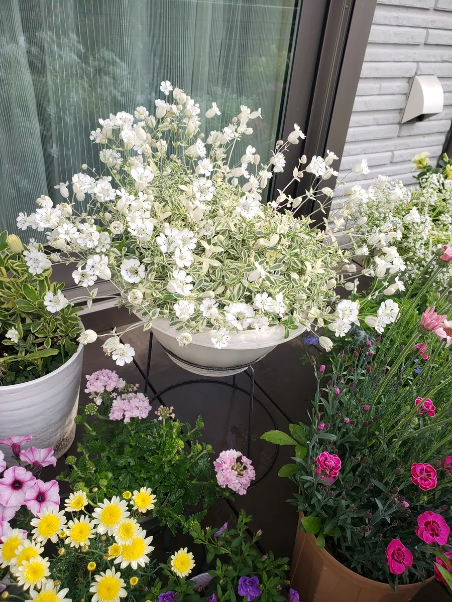 シレネユニフローラ 満開です💕「寄せ植えアルバム」のアルバム