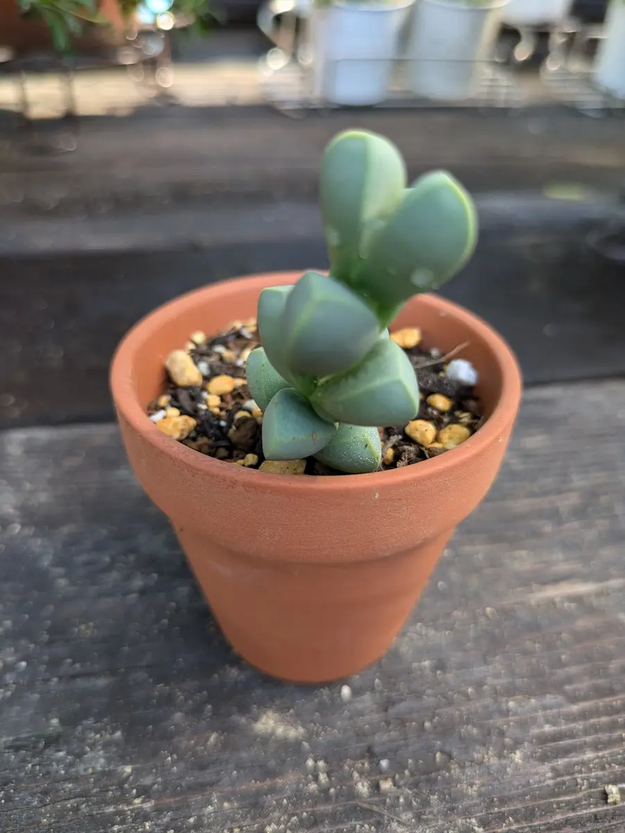 ウサギ🐇orハサミ✂orブロック？見方によ「2024年多肉植物