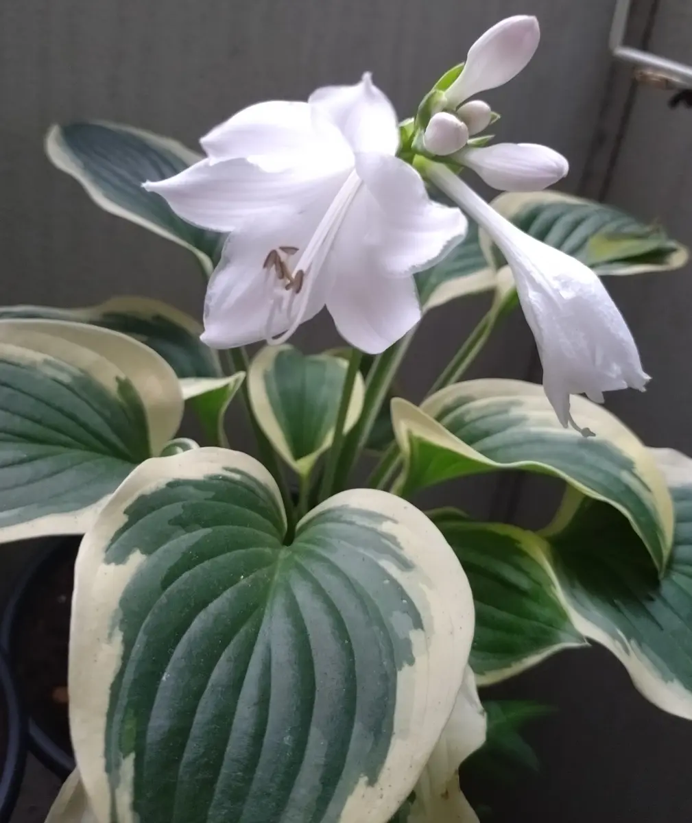 ホスタ（ダイアナリメンバード）の花が「ベランダガーデニング」の