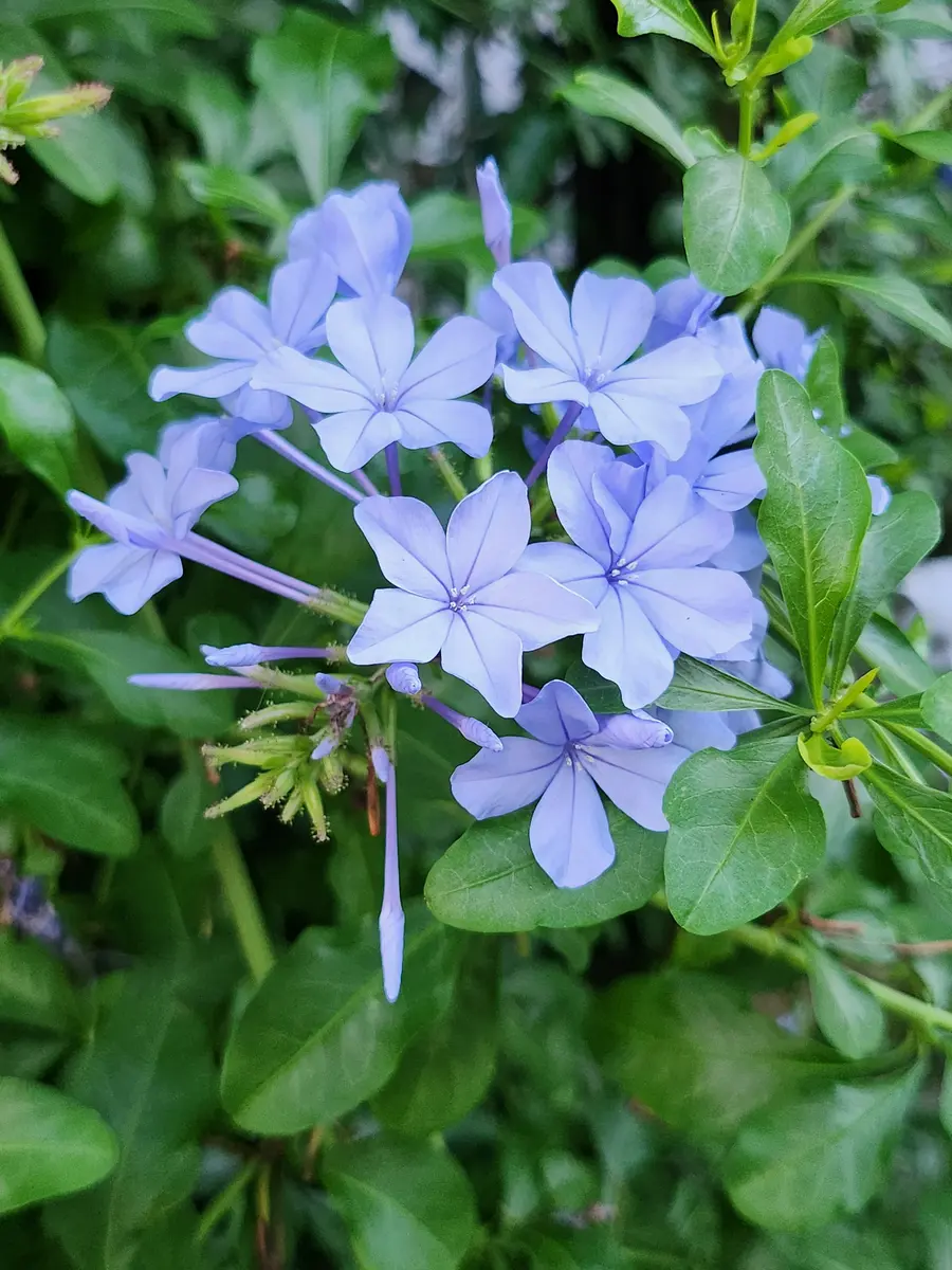 ルリマツリ（プルンバゴ）の写真-みんなの趣味の園芸2266693