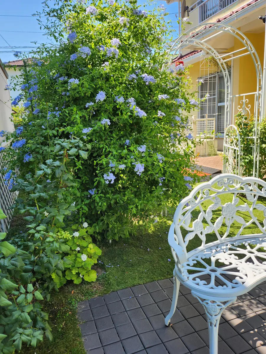 ルリマツリ（プルンバゴ）の写真-みんなの趣味の園芸2280925