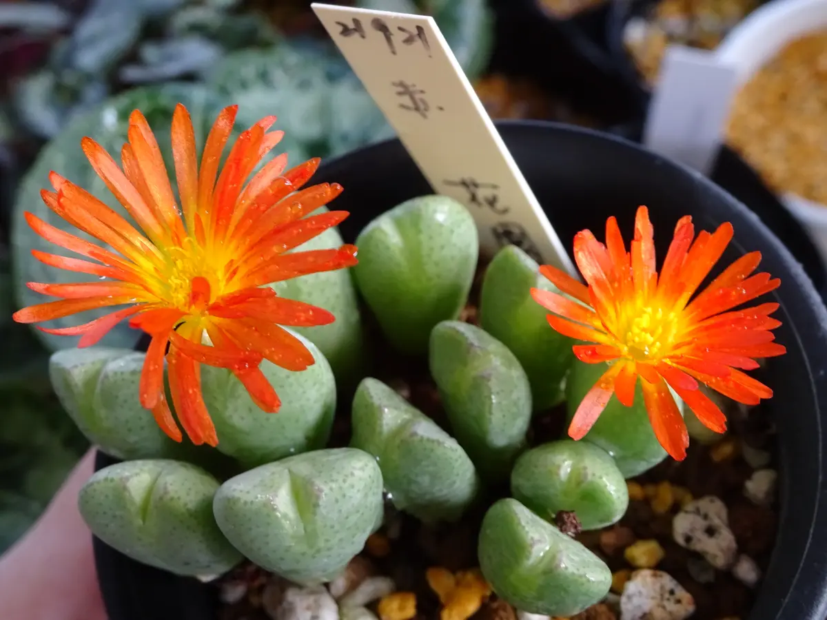 コノフィツムの写真-みんなの趣味の園芸2346689