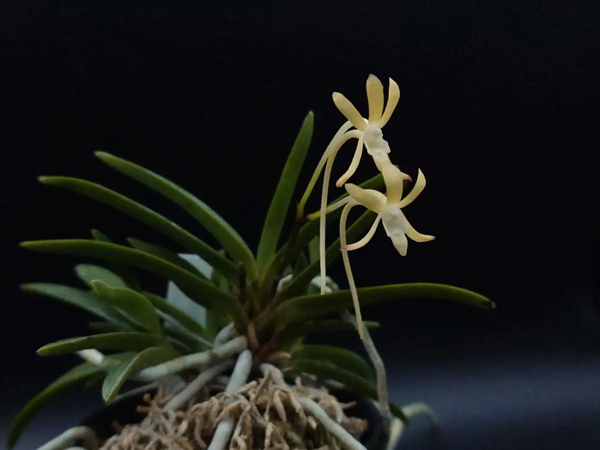 富貴蘭　必見!!高知県室戸市産黄花の縞(開花中) 富貴蘭 必見!!高知県室戸市産黄花の縞(開花中) （富貴蘭 古典大