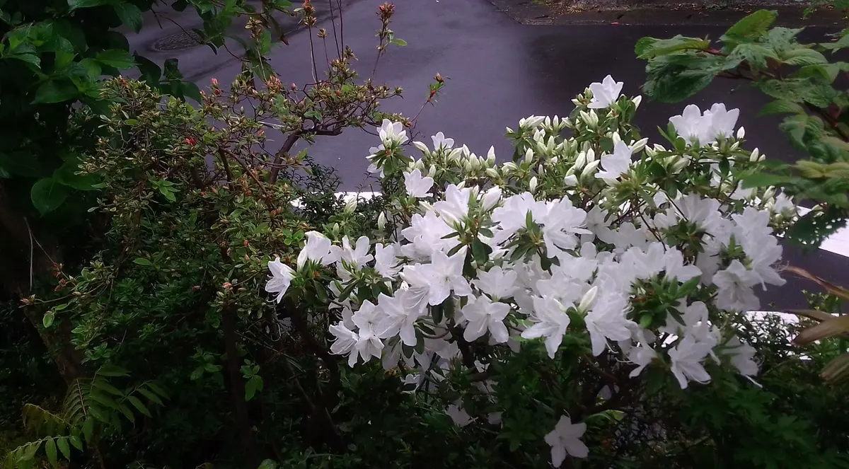 白のツツジとヤマツツジの赤い花隣通し「大好きな花たち No.6」の