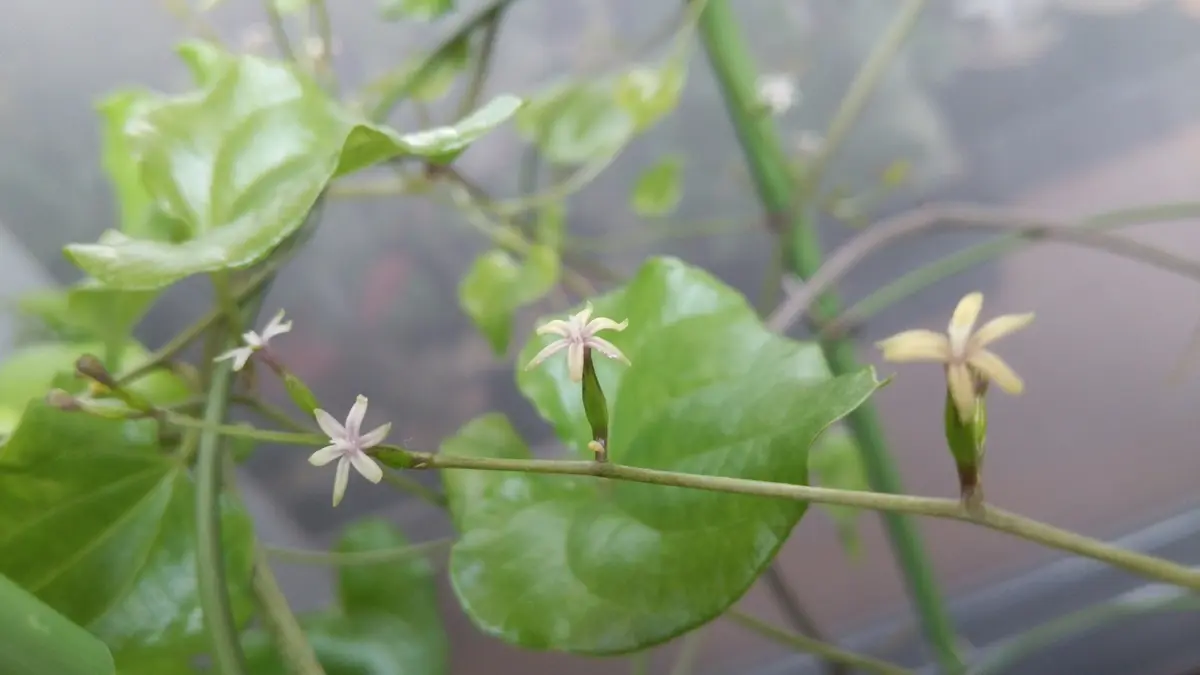 亀甲竜 雌株の花比較的間隔が空いて「多肉植物類」のアルバム