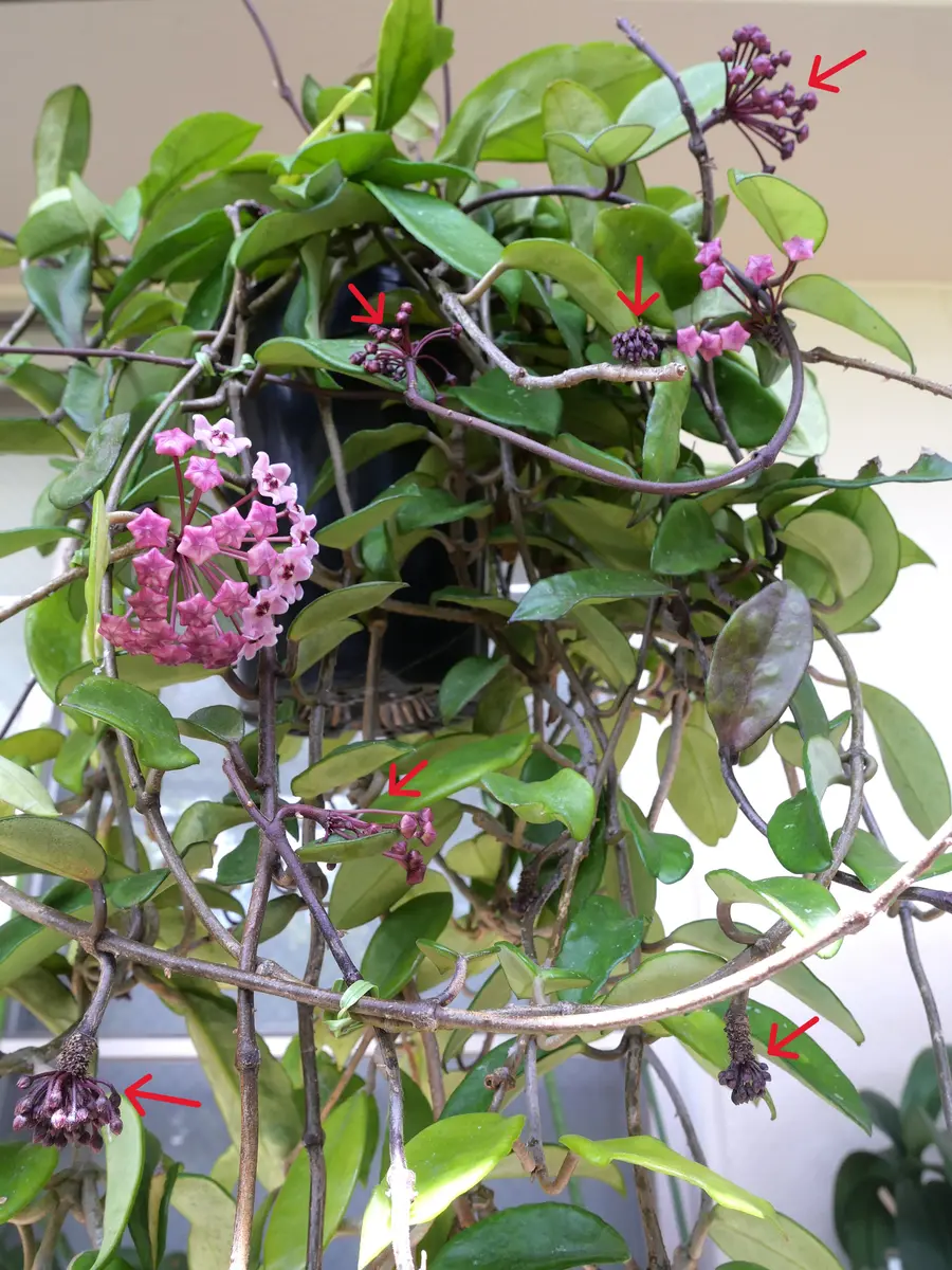 サクララン（B）蕾がいっぱい付いて「8月の花」のアルバム