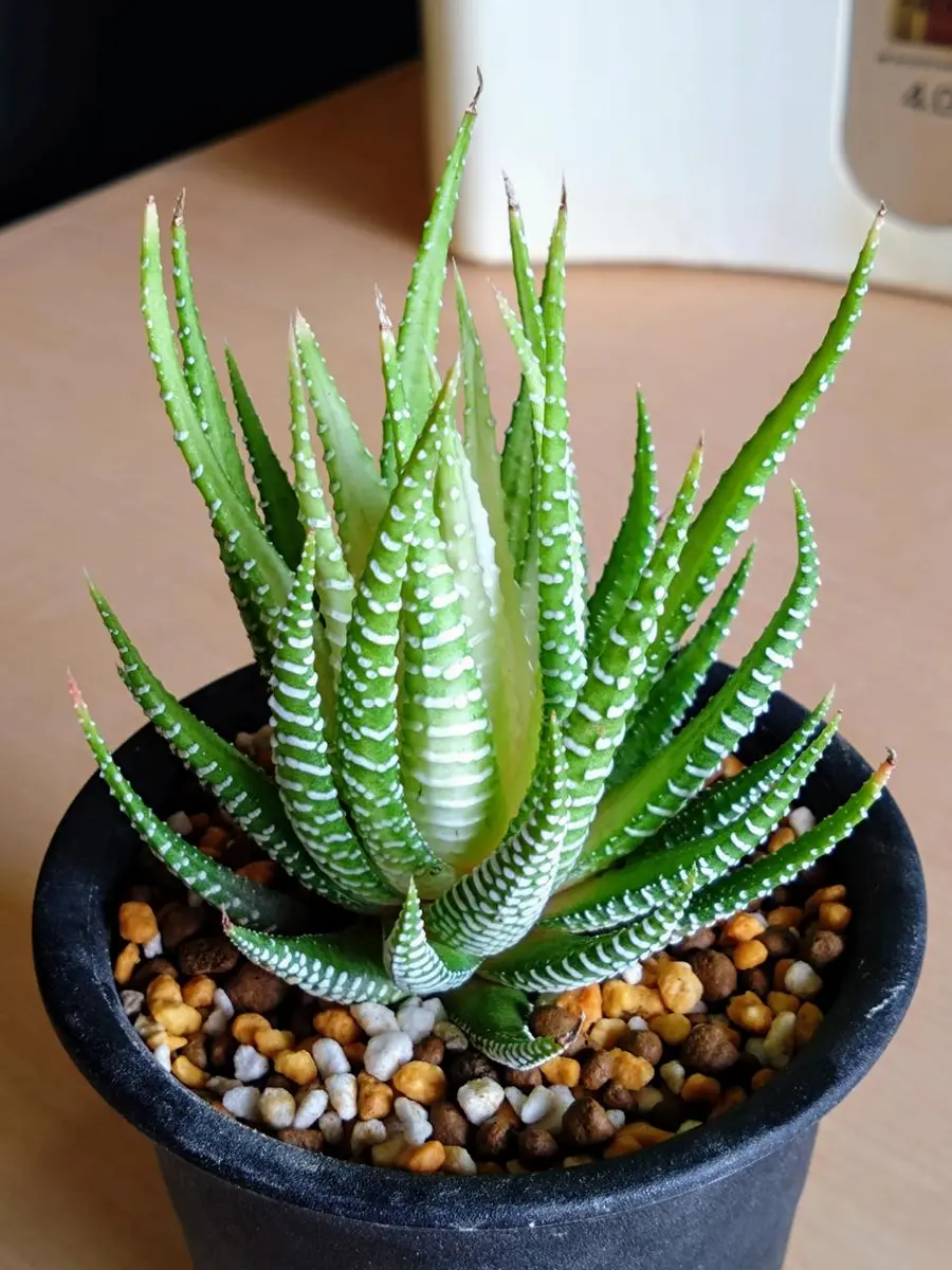 ブリンジー NO.1大型特良　ハオルチオプシス　多肉植物251003 ハオルチオプシス・白蝶。綺麗な黄緑色「多肉植物いろいろ」の