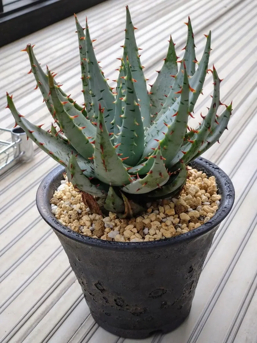 アロエ・ペグレラエ。青白い色も赤い棘「多肉植物(アロエ)」の