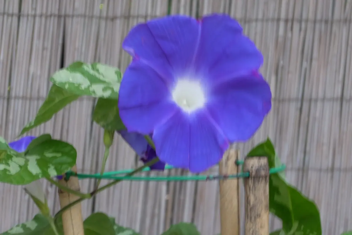 朝顔 d｜カゼグルマ 朝顔 3個入 | KONCENT Web shop｜アッシュコンセプト