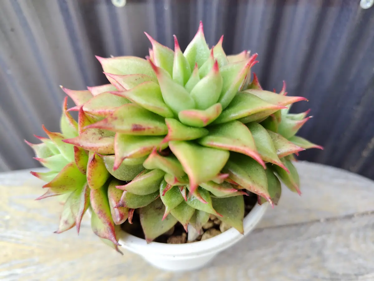 エケベリアの写真-みんなの趣味の園芸2567581