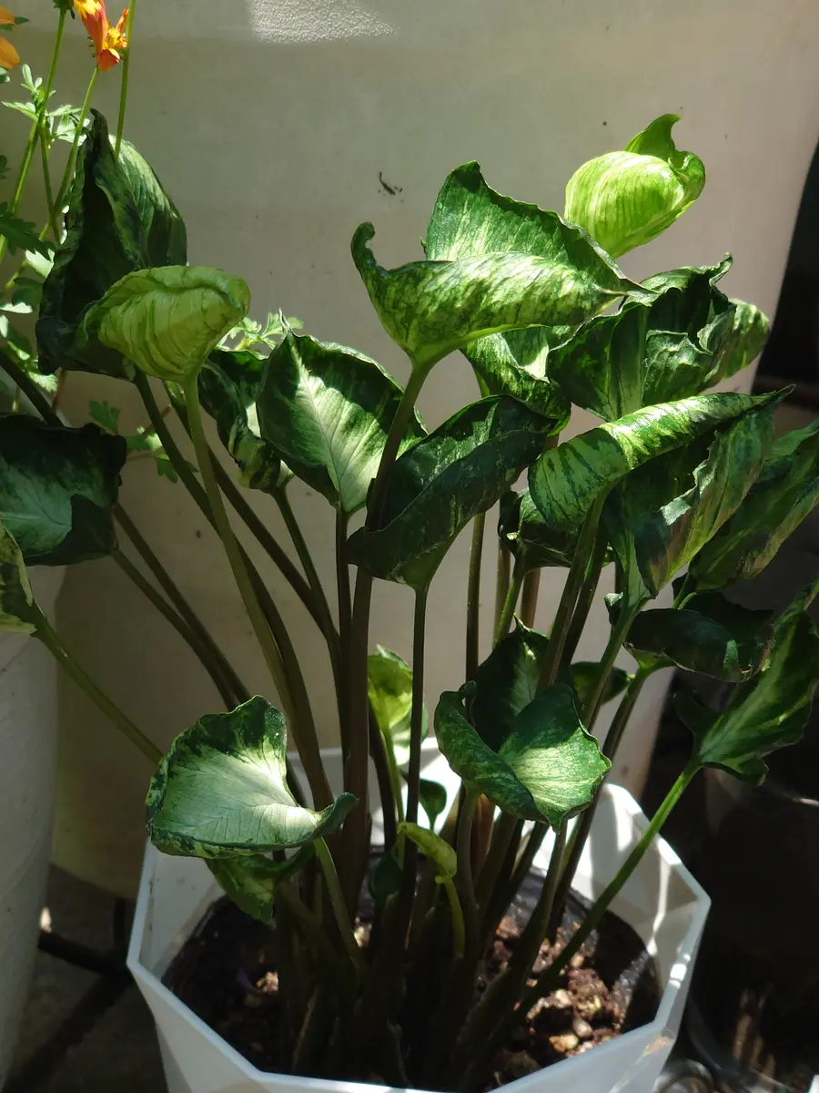 シンゴニウム”シン・ゴジラ“「育てている観葉植物達」のアルバム