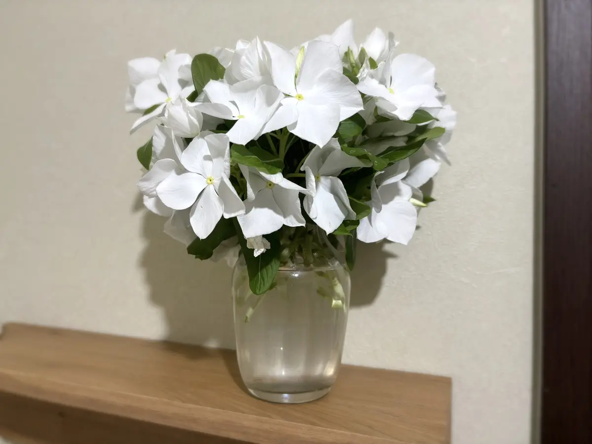 ニチニチソウのホワイト切り戻ししたも「花瓶に挿した花たち」の