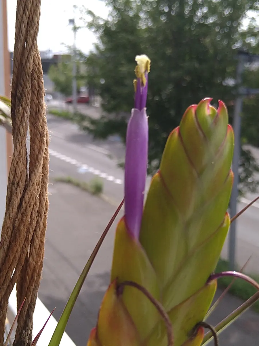 チランジアファシクラータ, Teotitlan 開花株