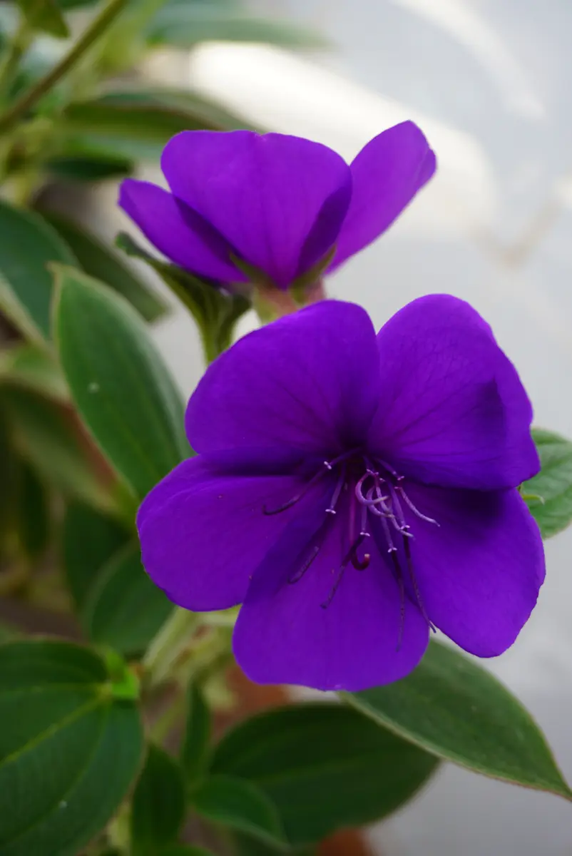【楽ギフ_のし宛書】 紫紺のボタン「庭に咲いた好きな花」のアルバム-みんなの趣味の トップス
