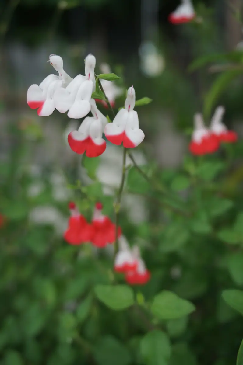 チェリーセージホットリップル。赤い部...「庭に咲いた好きな花」のアルバム-みんなの趣味の園芸2278650