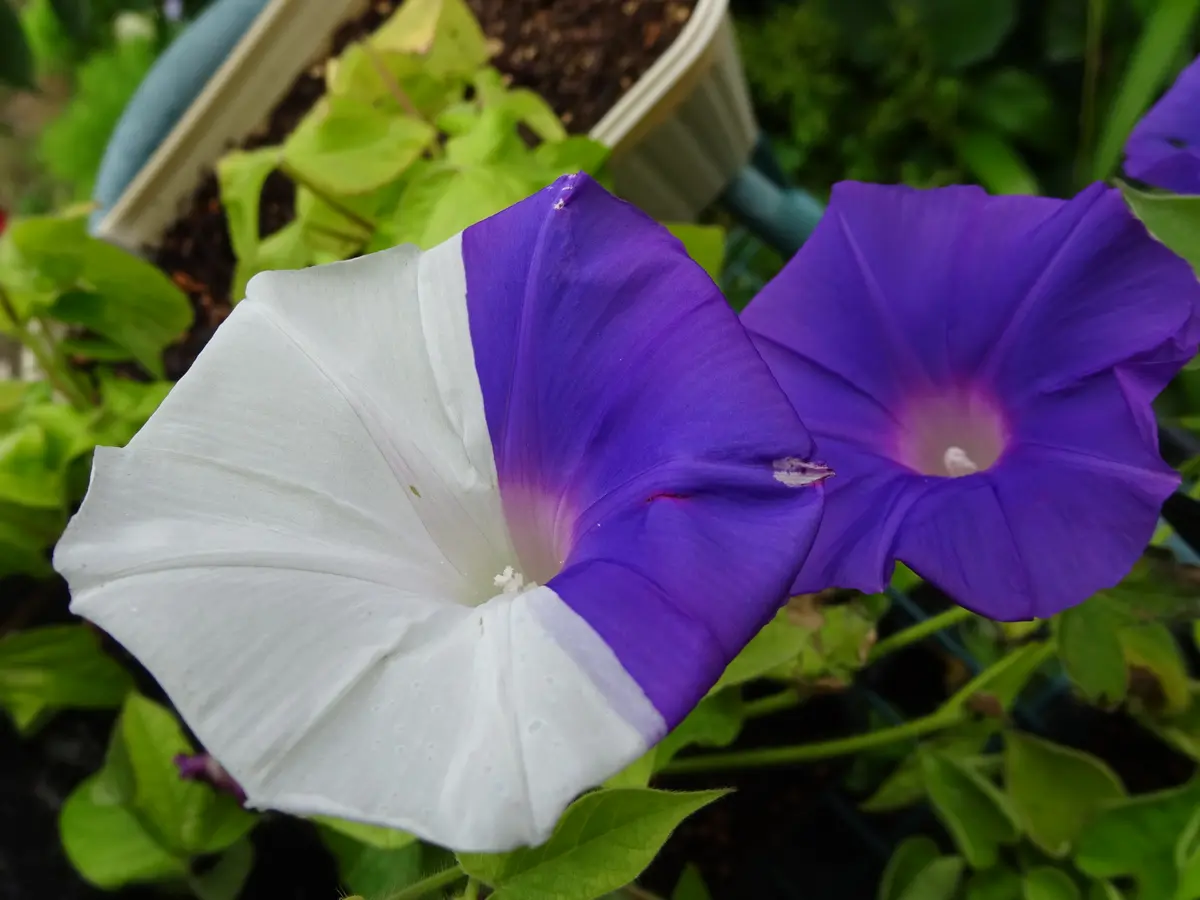 G1072松島蜻蛉葉紫時雨絞丸咲.松島系「朝顔2024」のアルバム