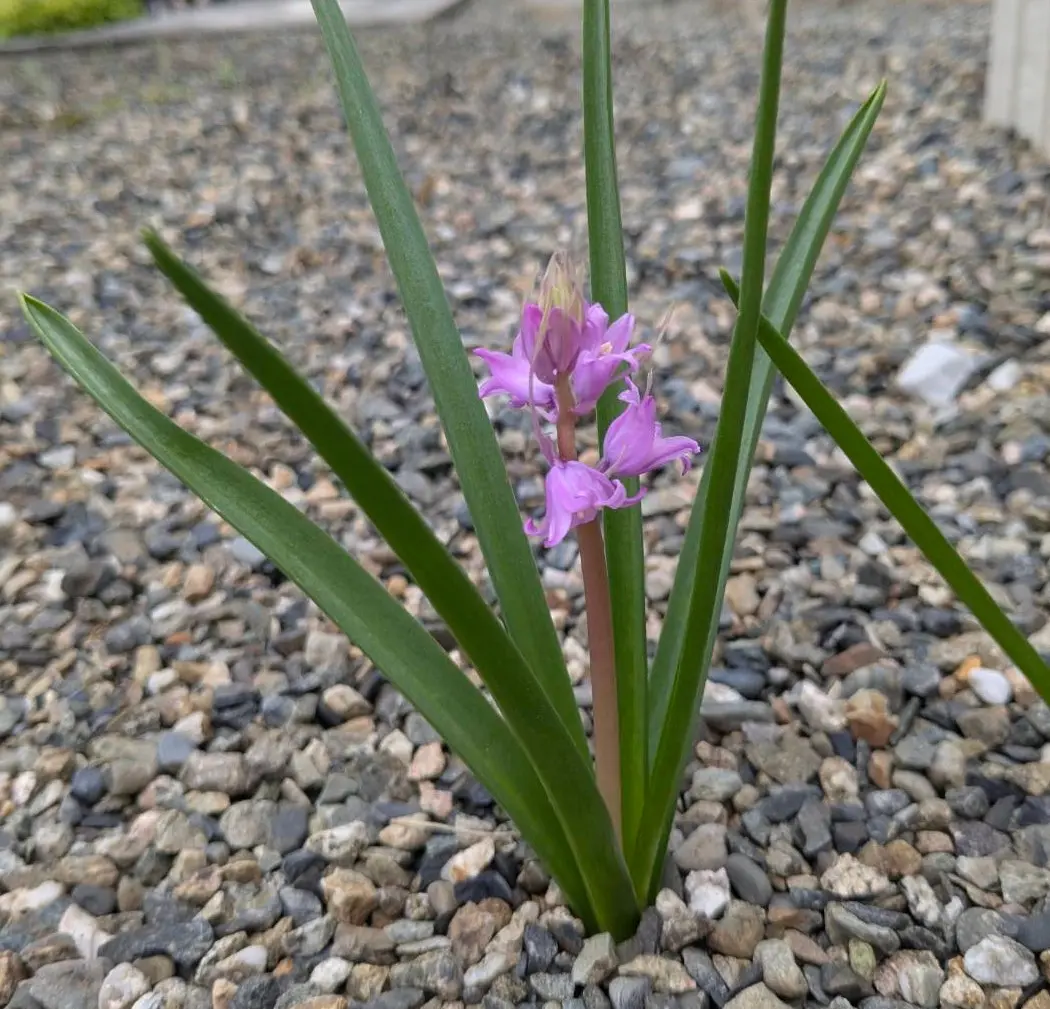 シランおはようございます😃良い一...「庭の木 鉢花」のアルバム-みんなの趣味の園芸2653090