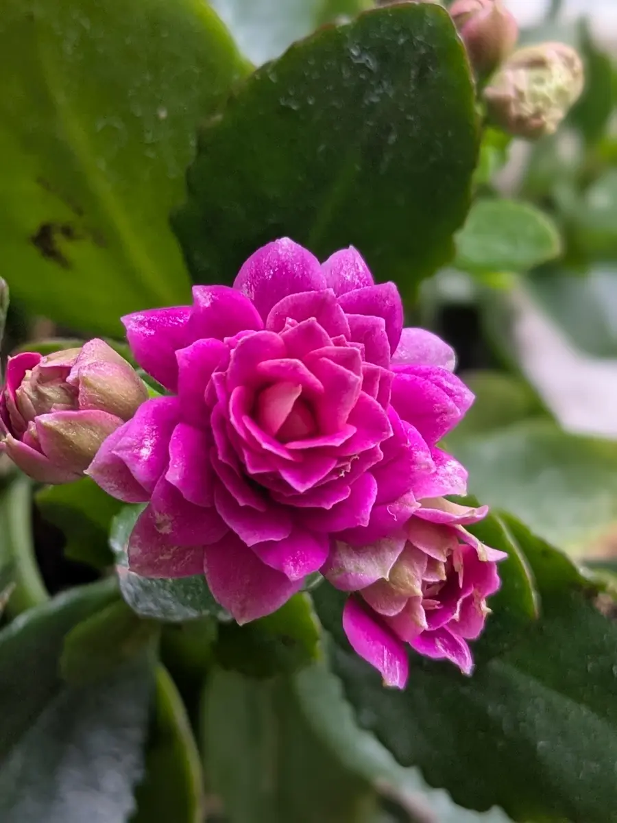 カランコエ八重咲き薔薇のようです😍「2024〜 お花遊び🥳」のアルバム カランコエ八重咲き薔薇のようです😍「2024〜 お花遊び🥳」のアルバム