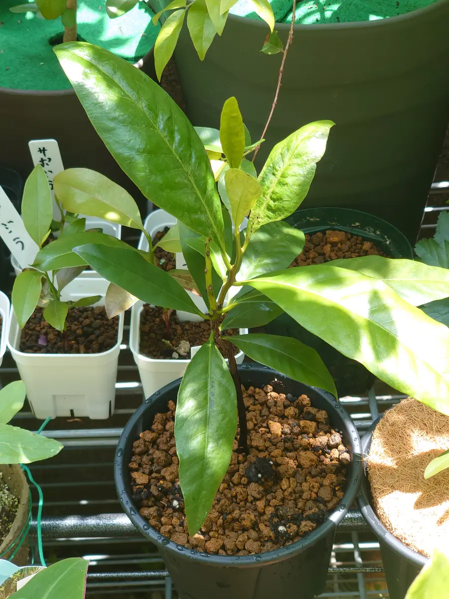 ブラックサポテの実生 幼苗 2本セット 希少果樹】ブラックサポテ 実生