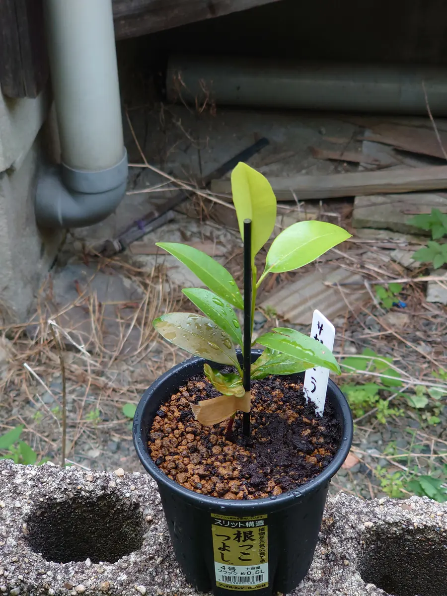 サポジラ実生苗③種苗ポットから抜けな「熱帯果樹2024〜」の