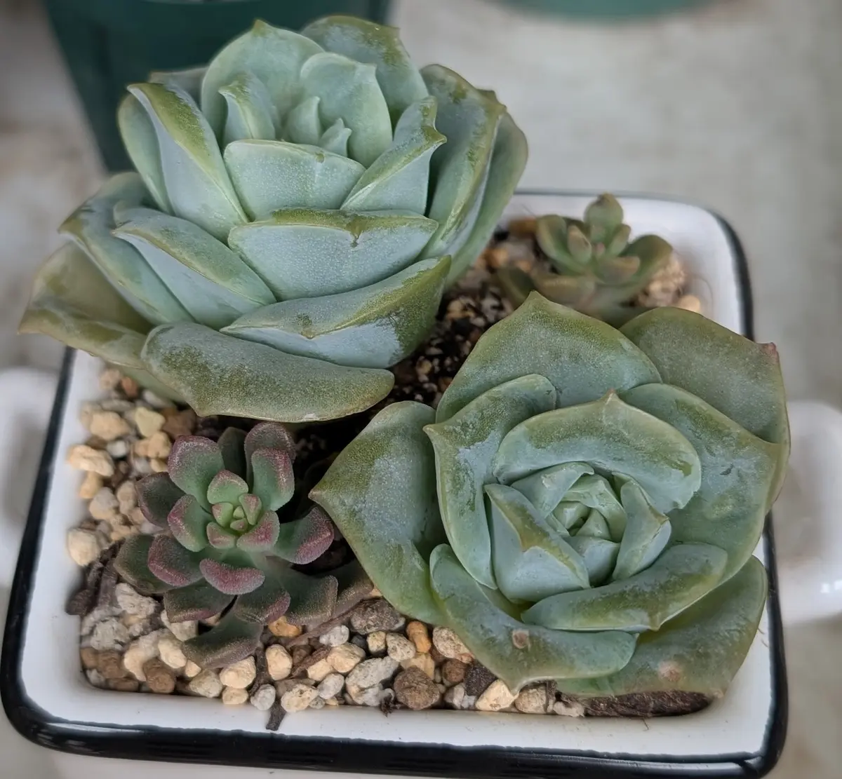 高評価アイテム ラブリーローズをセダム交配種と混植し「我が家の多肉植物 プランター