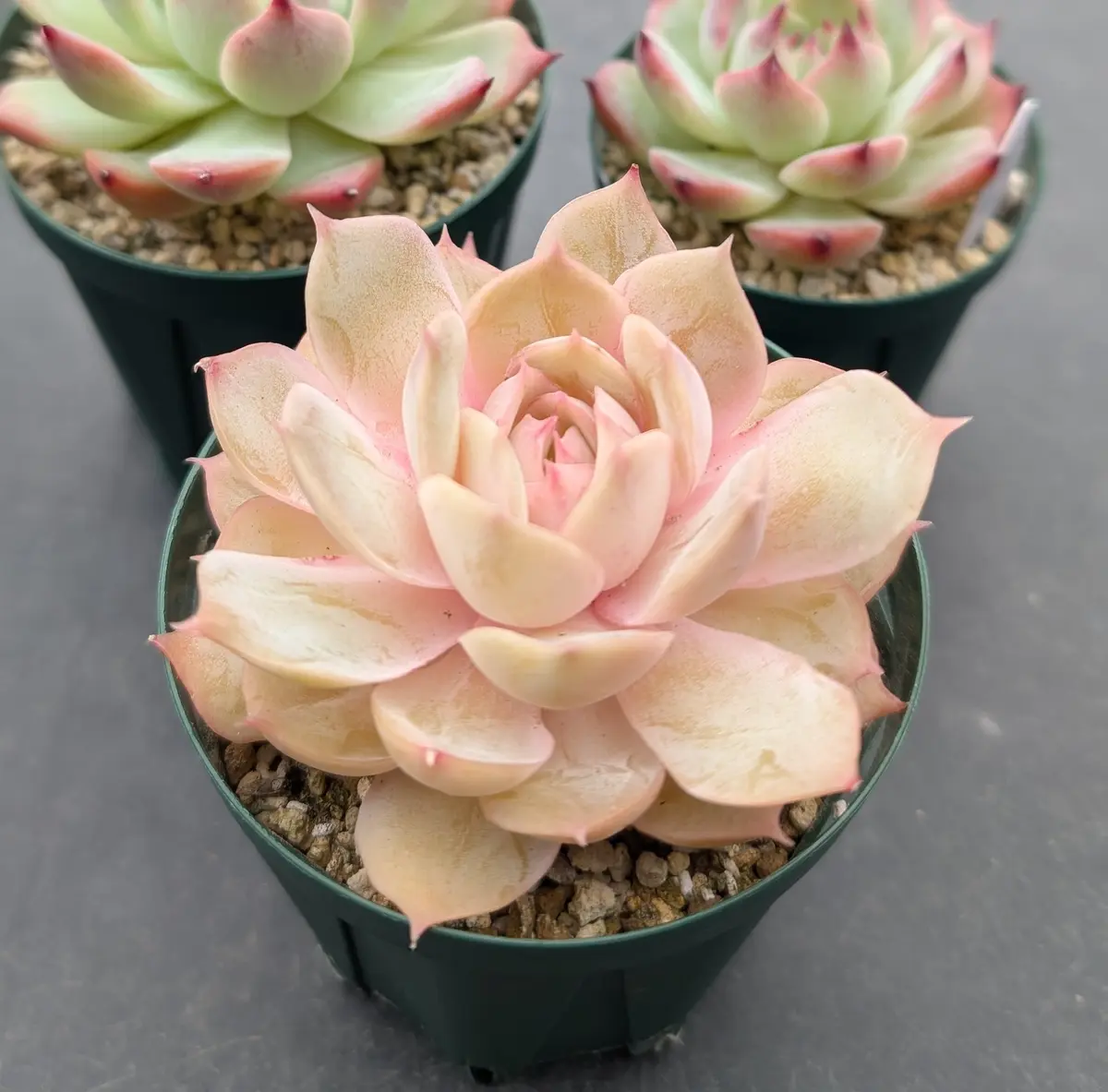 No.460 ❁オウンスロー❁ 抜き苗 多肉植物 寄せ植え No.460 ❁オウンスロー❁ 抜き苗 多肉植物 寄せ植え