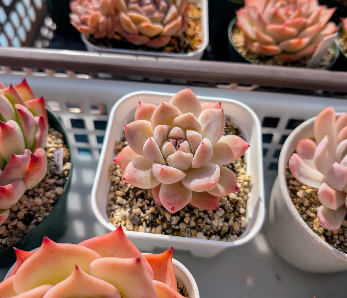 アルバビューティー「我が家の多肉植物たち 2025」のアルバム-みんなの