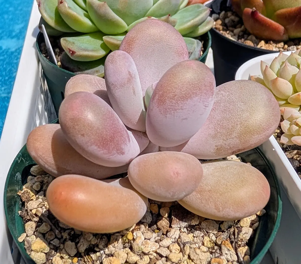 月美人2〜3年の仕立て直しで姿形を保「我が家の多肉植物たち 2025