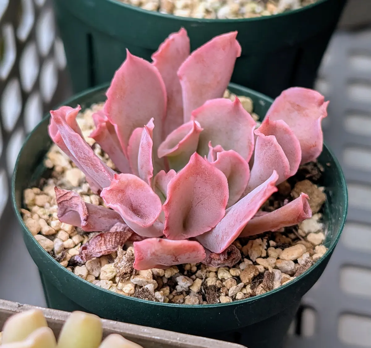 トランペットピンキー冬越しで枯れ葉「我が家の多肉植物たち 2025