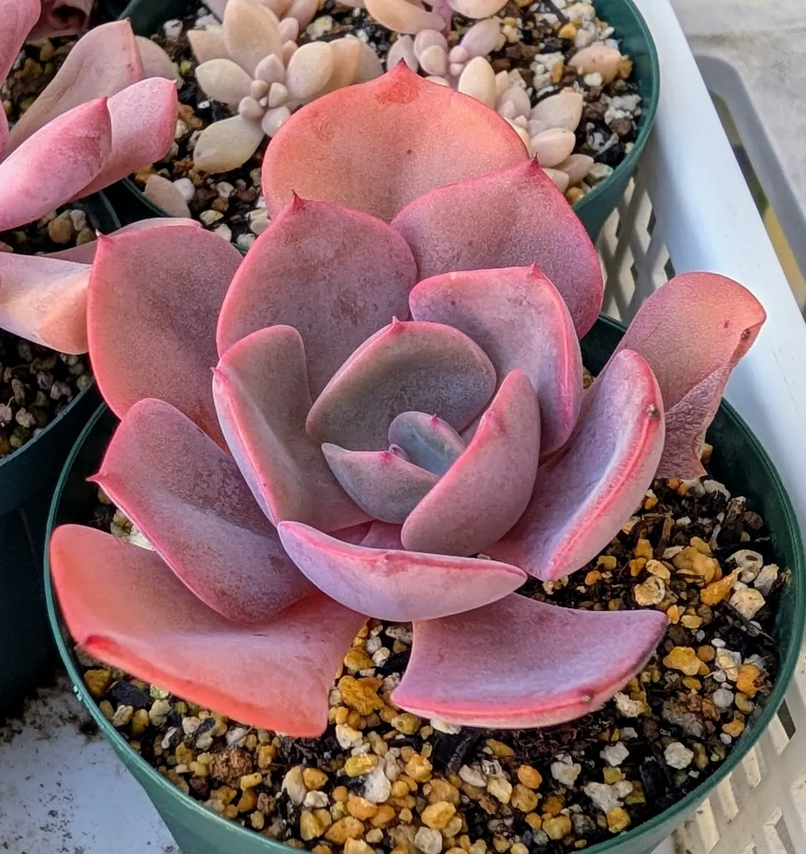 ダスティーローズパープルピンクの深い色「我が家の多肉植物たち 2025