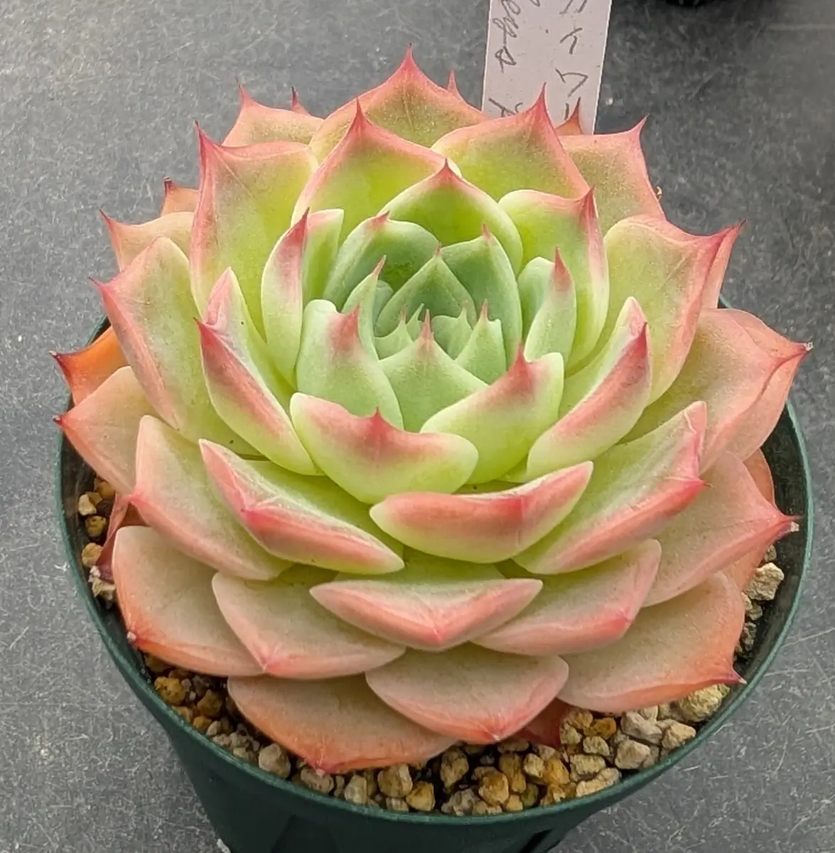 スカイワールド（タイプ1）葉の重なり「我が家の多肉植物たち 2025