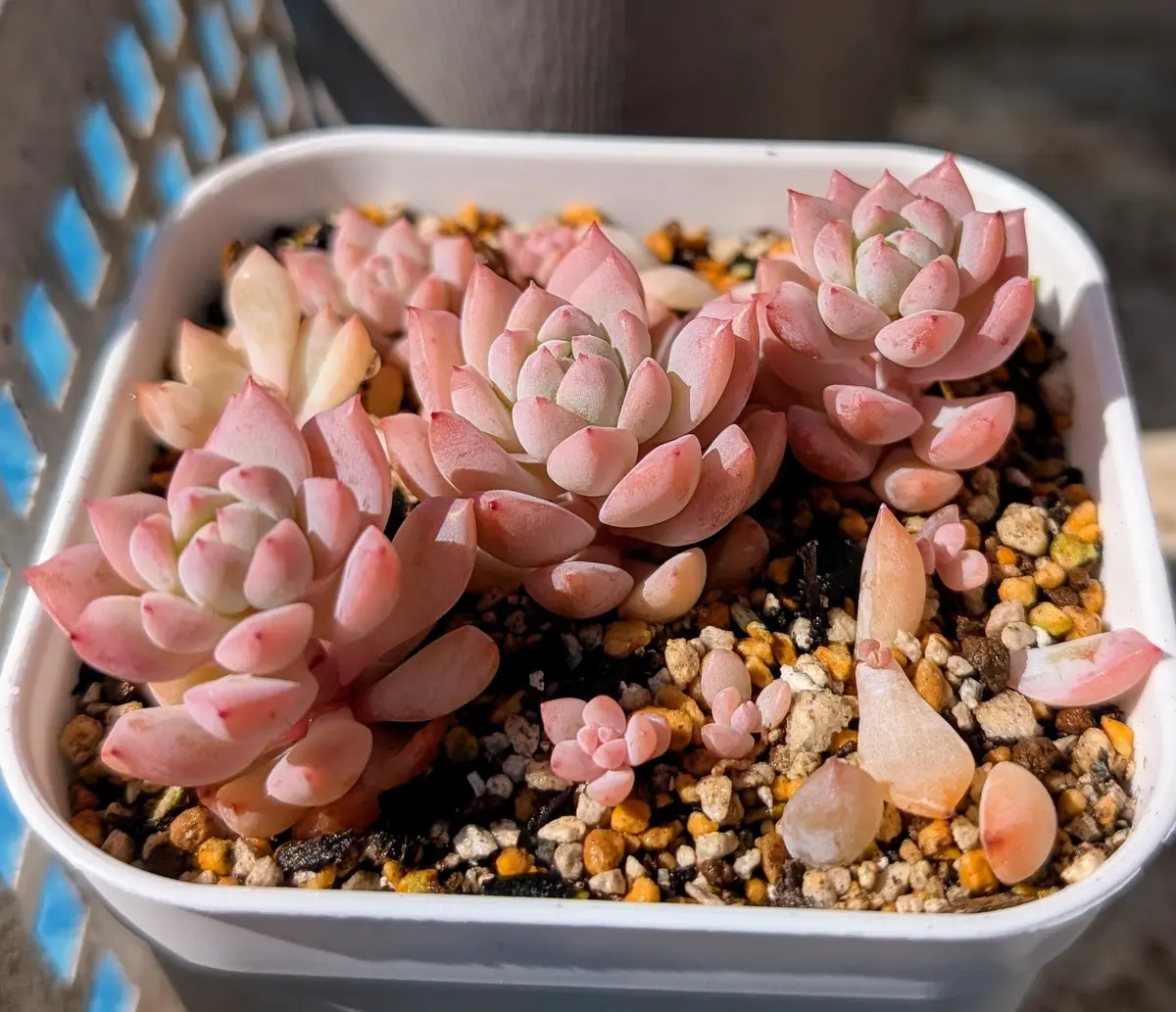 プロリフェラ（プロリフィカ）「我が家の多肉植物たち 2025」の