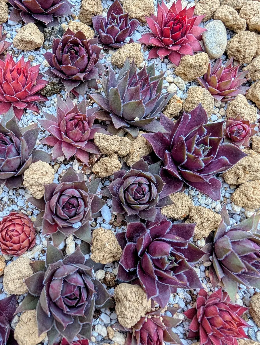 センペルビウム（センペルビブム）の写真-みんなの趣味の園芸2429597