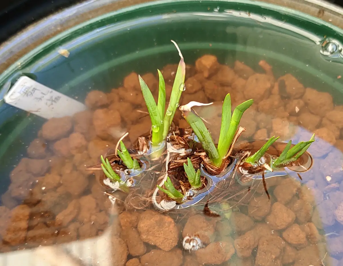 カキツバタ舞孔雀です😊「買いました～🎶😚」のアルバム-みんなの趣味