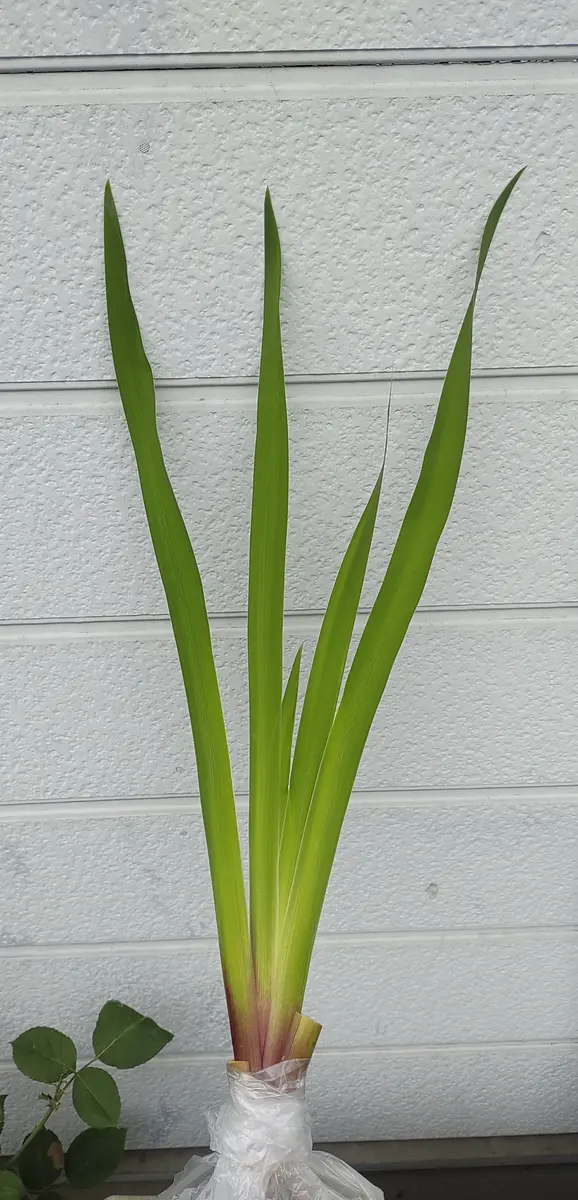 カキツバタ 株分け苗 1株 カキツバタ 濡燕 株分け苗 一株 【公式通販】